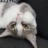 KAJU