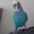 Mavi