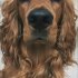 Alf
