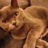 Maya