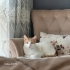 Bal