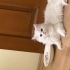 RAKI