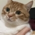 Miço