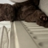 ASLAN