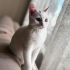 tosbik
