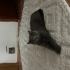 Kedi Çocuk