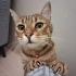 BEBE