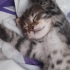 TEKİR