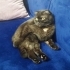 Hera