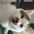 Megatron