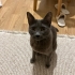 Bilbo