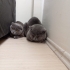 LEO & Zeus
