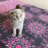 Duman