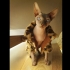 Dobby