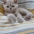Lili