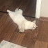 Yuki