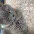 Mia