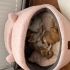 Miya