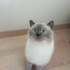 Sezar