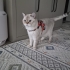 Pamuk