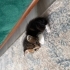 Lokum