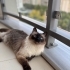 Bekir