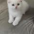 Pamuk