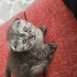 Scottish fold