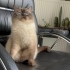 Asil