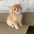 Bal