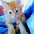 Mercan
