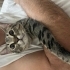 Nazlı
