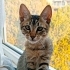 Panter