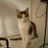 Murphy
