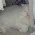 Teddy