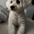Oscar