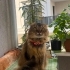 Gofret