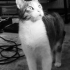 Whiskey