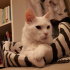 pamuk