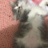 DUMAN