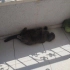 pamuk