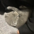 Scottish Fold kedisi