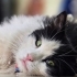 Sylvester