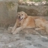Fındık