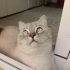 Oscar