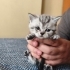 Kedicikler