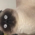 Behlül