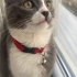 Duman