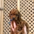Cokie