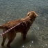 Cooper